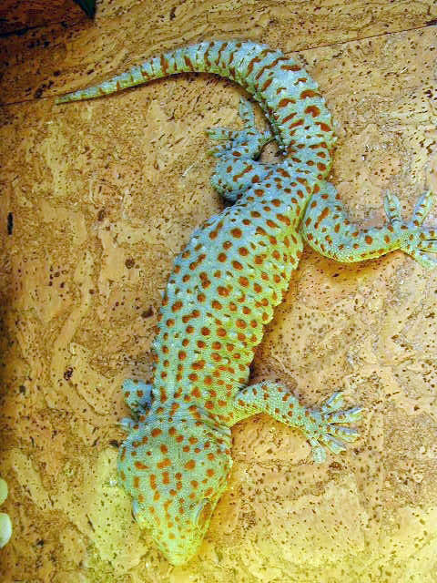 gecko tokay Gecko10