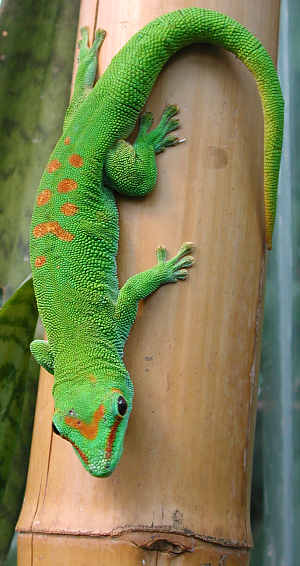 gecko diurne de madagascar ... Gecko_13