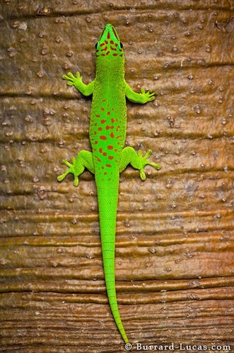 gecko diurne de madagascar ... Gecko_14
