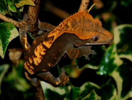 couleur , sorte de gecko a crete Harleq10