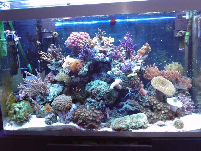 Vend coraux mous et boutures de coraux dure P1406120