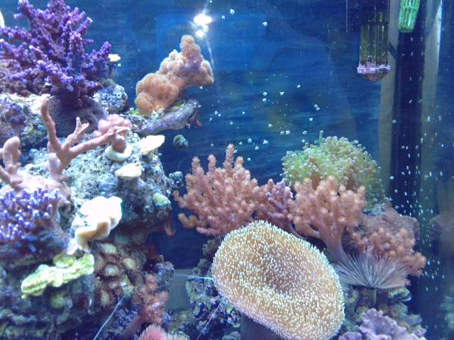 Vend coraux mous et boutures de coraux dure P1406121