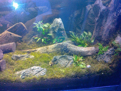 My idea of biotope 21062012