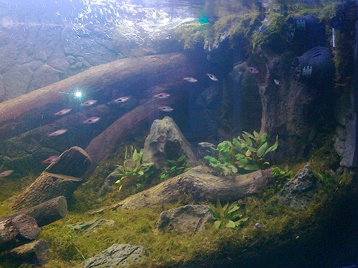 My idea of biotope 22062013