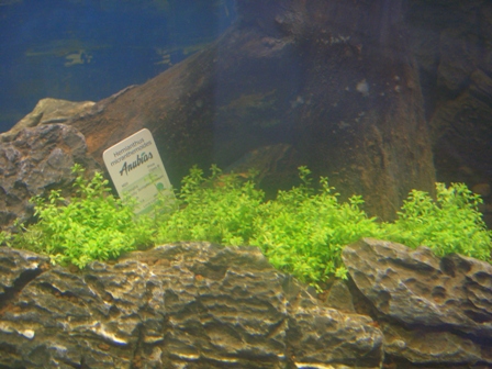 My idea of biotope Cimg3112