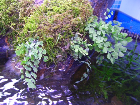 My idea of biotope Cimg3118