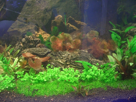 My idea of biotope Cimg3215