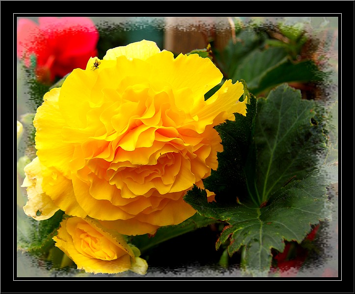 Bégonias ( et autres fleurs ) Copie_49