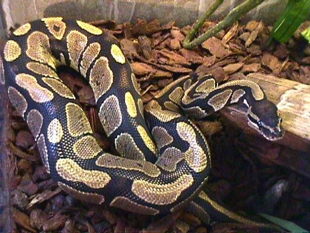 photo de mon  python 25014_12