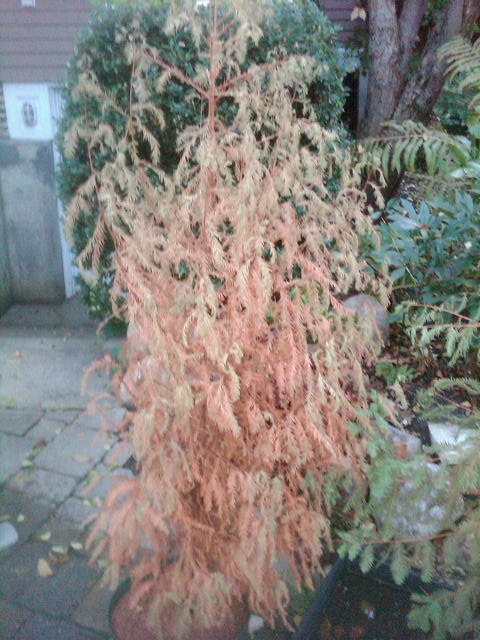 [color=red]Bald Cypress Virus or What???[/color] Virus_20