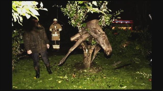 WTF!? Drunk Swedish moose found stuck in tree 11090811