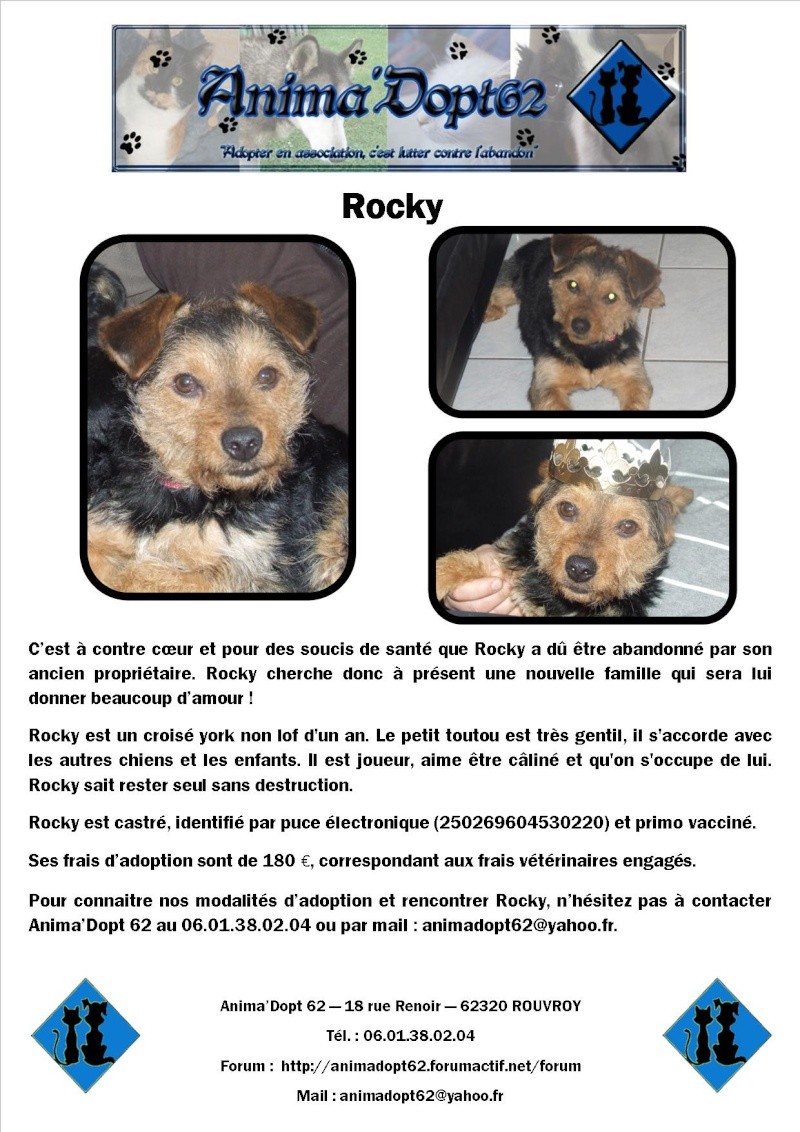 Rocky - adopté par Rocky Affic105