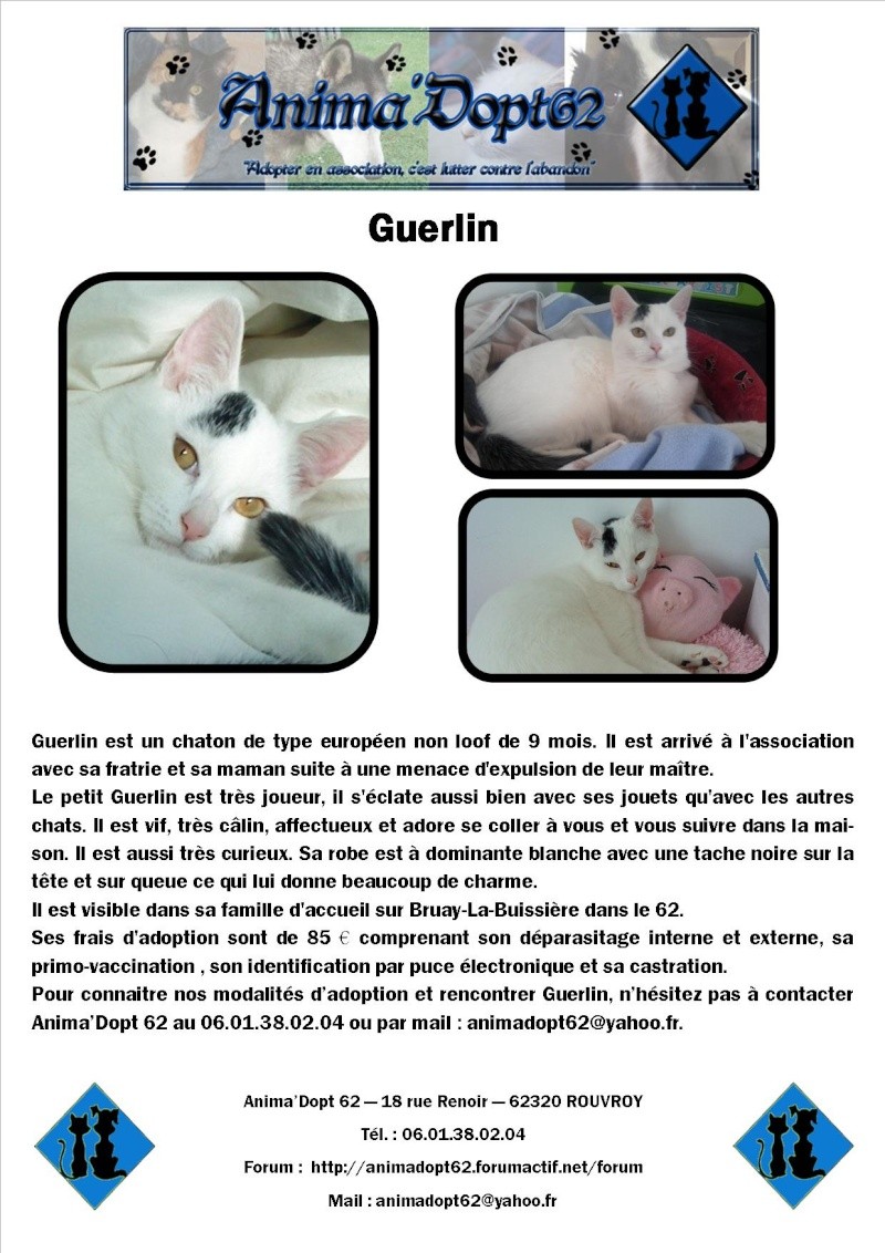 Guerlin - adopté par Brigande Affic133