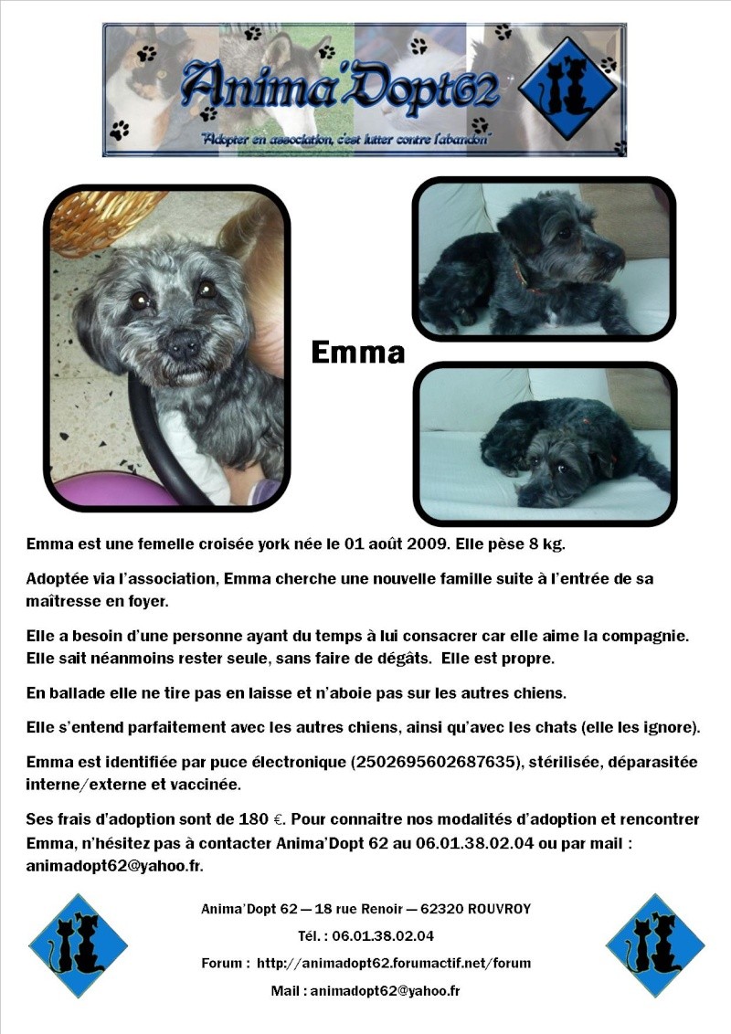 Emma, une protégé d'Anima'Dopt 62 a fugué ! Affic143