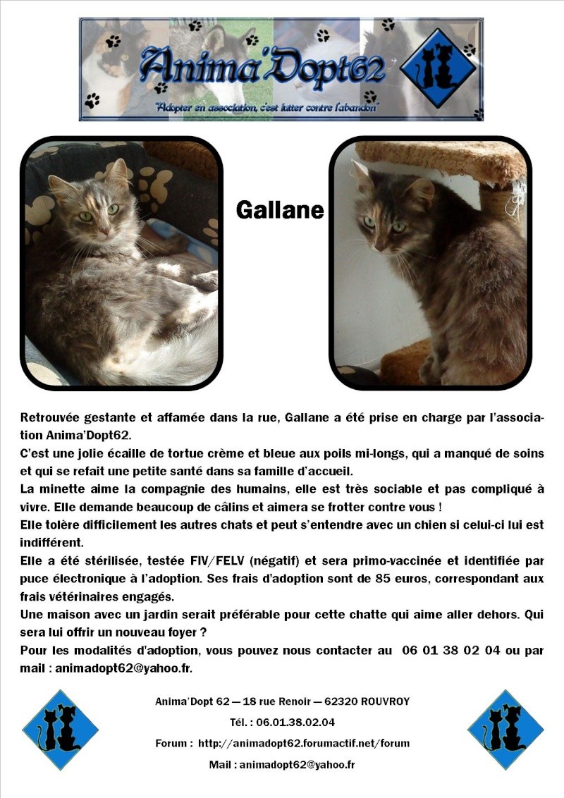Gallane rebaptisée Souris - adoptée par Margot Affich79