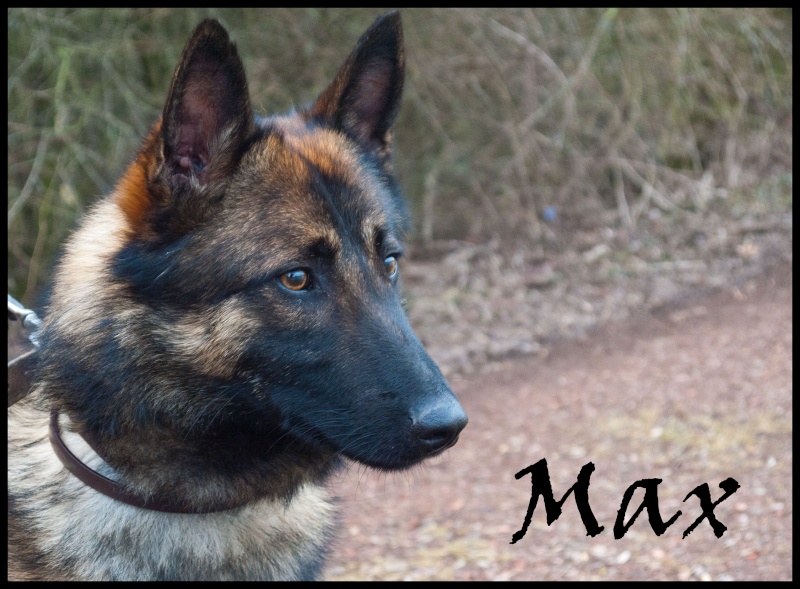 Max - adopté par Graymy et Rosaline Max_0510