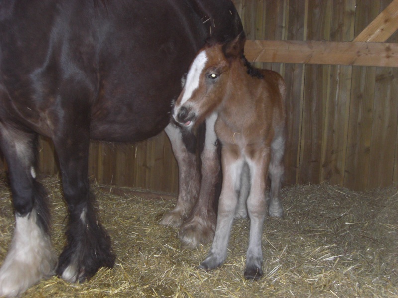 12 - 30 IC... César (Frisbie X Bill)  va bientot fêter ses 2 ans ! Cimg6412