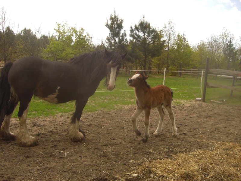 12 - 30 IC... César (Frisbie X Bill) va bientot fêter ses 2 ans ! Cimg6620