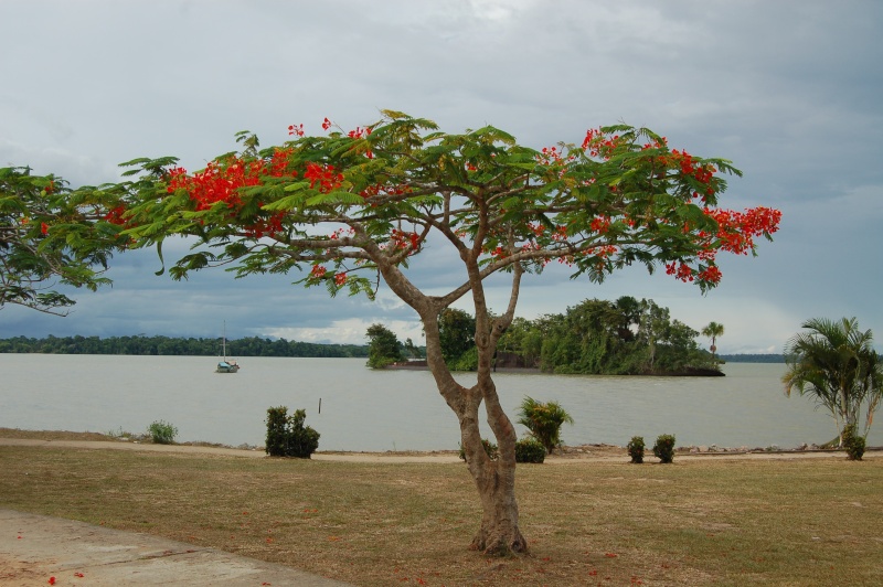 delonix regia Deloni10