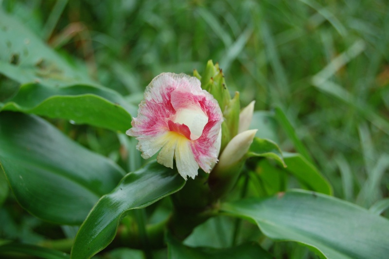 costus sp Dsc_0312