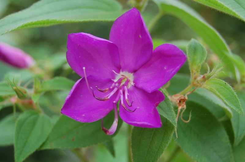 TIBOUCHINA  URVILLEANA en  fleurs Dsc_0912