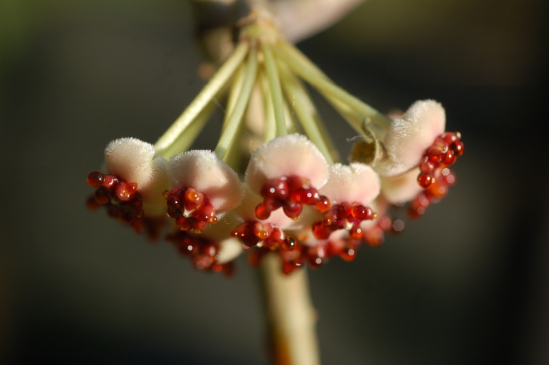 hoya kerrii Dsc_1110