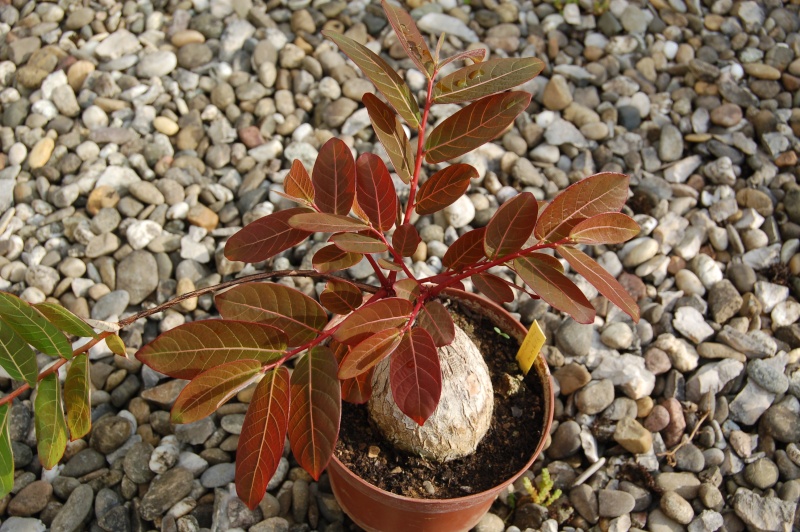 phyllanthus mirabilis Dsc_1439