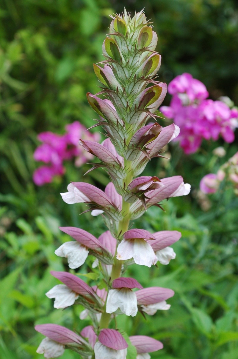 acanthus spinosus Dsc_1519