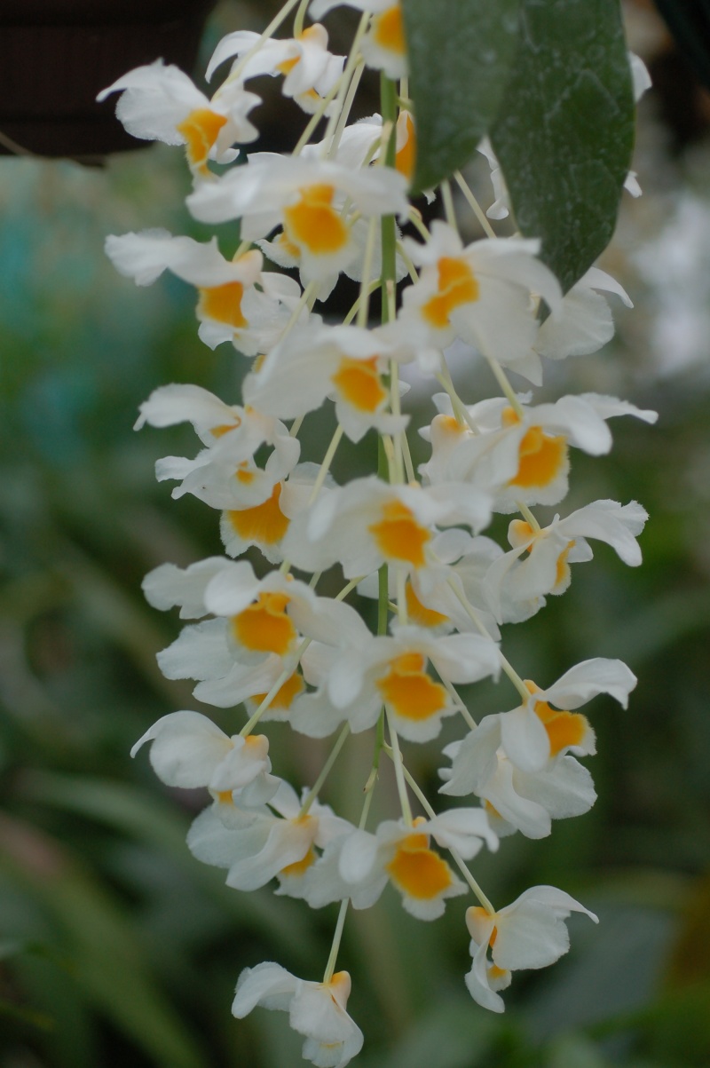 dendrobium farmeri var alba Dsc_1546