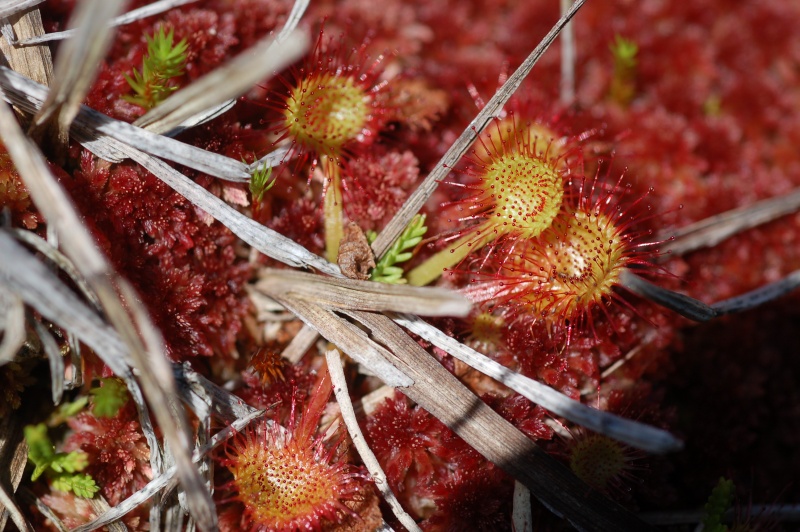 quelques plantes d'une tourbière de la vallée du Drugeon Dsc_1561