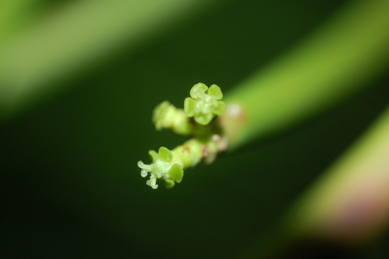 euphorbia tirucalli en fleurs Dsc_1835