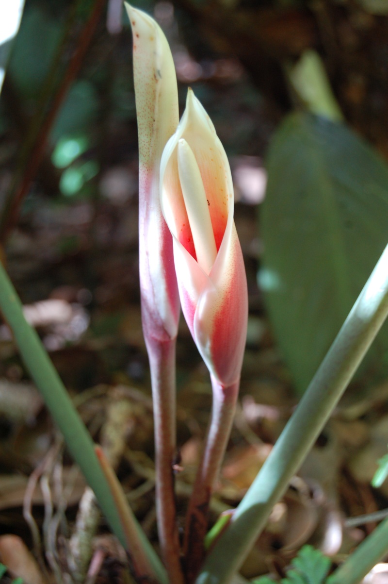 floraison d'un philodendron sp en forêt : philodendron megalophyllum Dsc_2214