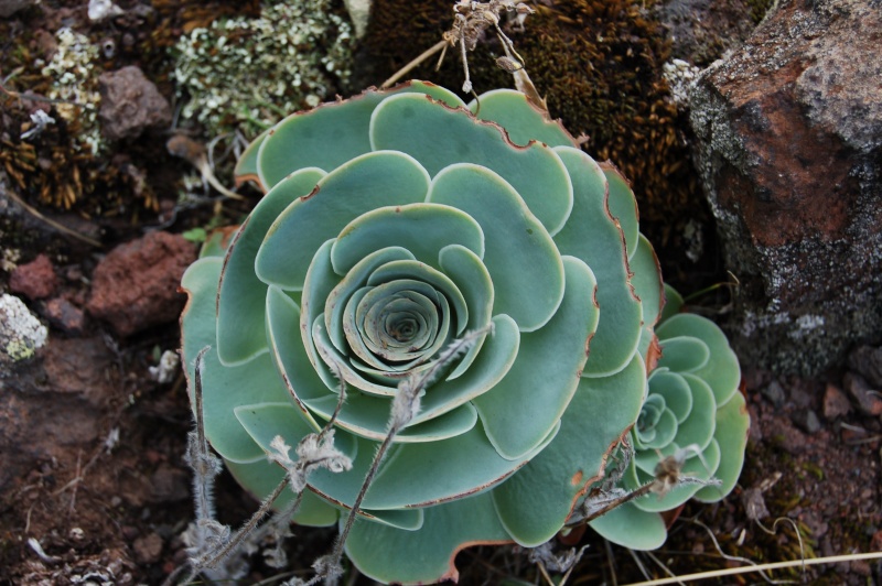 quelques aeonium de Tenerife, identifications à affiner Dsc_2919