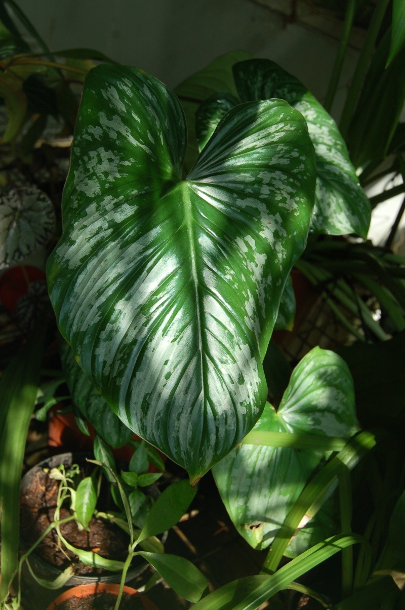 philodendron mamei Dsc_3211