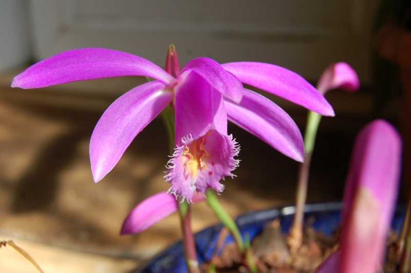 pleione tolimae suite Dsc_3214