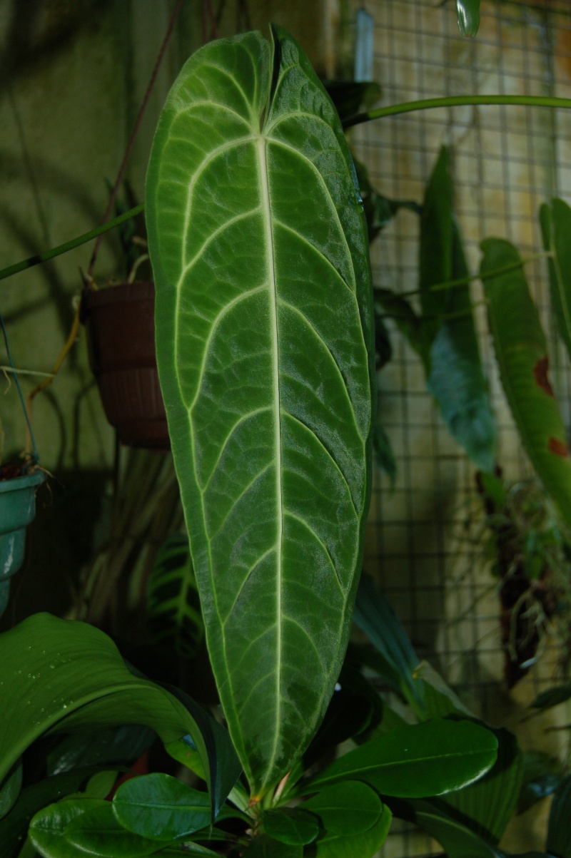 anthurium warocqueanum Dsc_3240