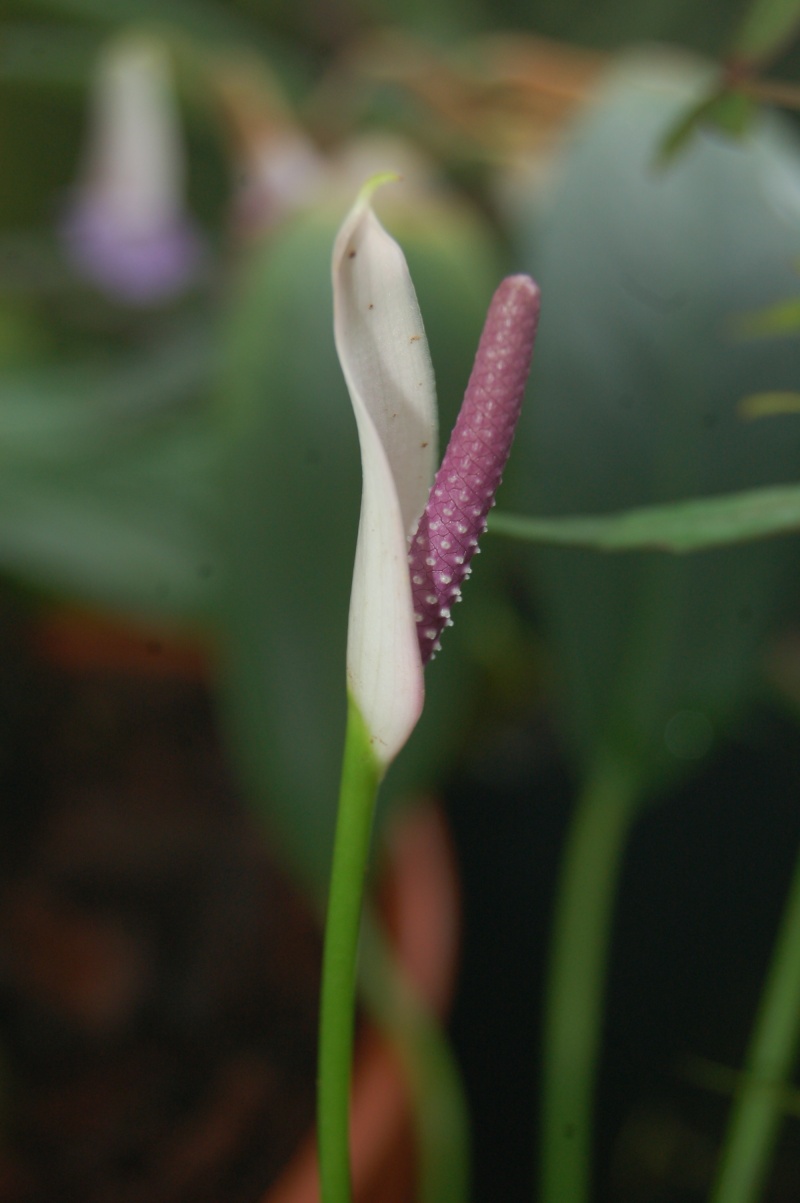 anthurium amnicola Dsc_3536