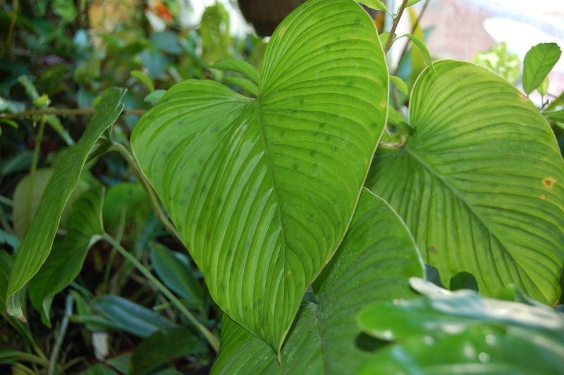 philodendron longipes Dsc_3613