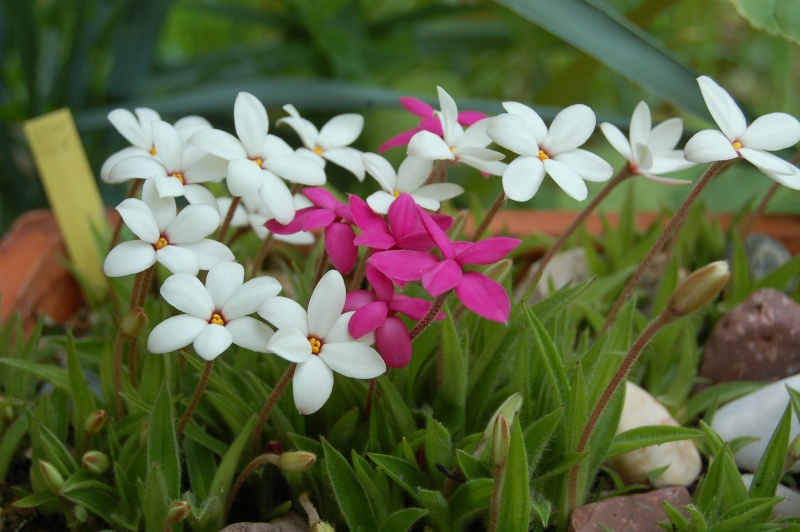 rhodohypoxis bauri Dsc_3816