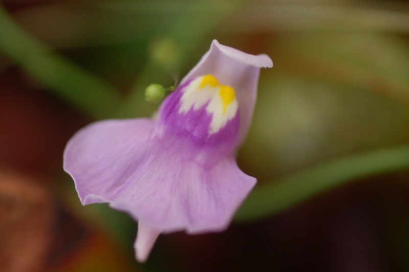 utricularia sp; plante carnivore tropicale Dsc_3911