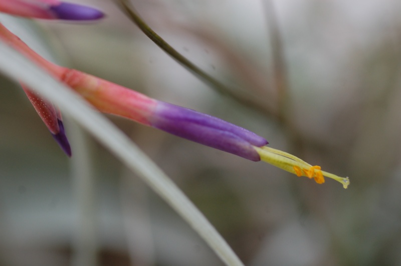 tillandsia argentea Dsc_3926