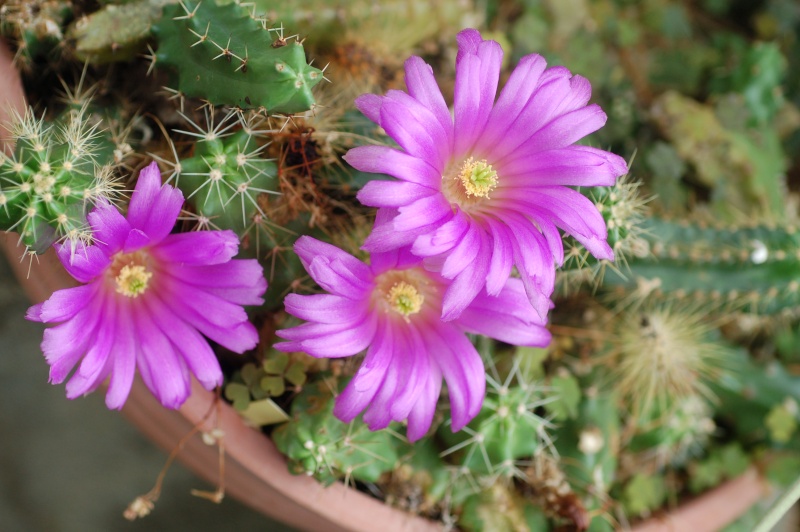 echinocereus sp Dsc_4010