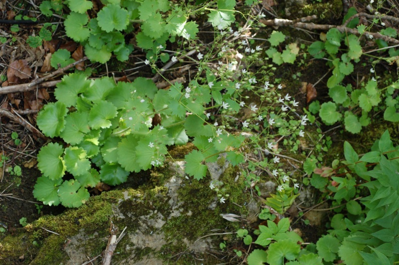 saxifraga rotundifolia Dsc_4026