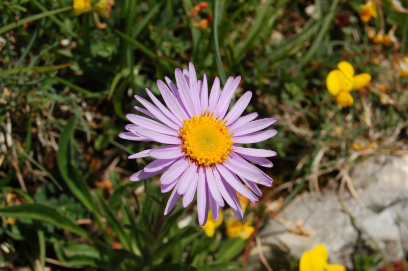 aster alpinus Dsc_4032