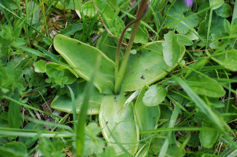 pinguicula grandiflora Dsc_4128