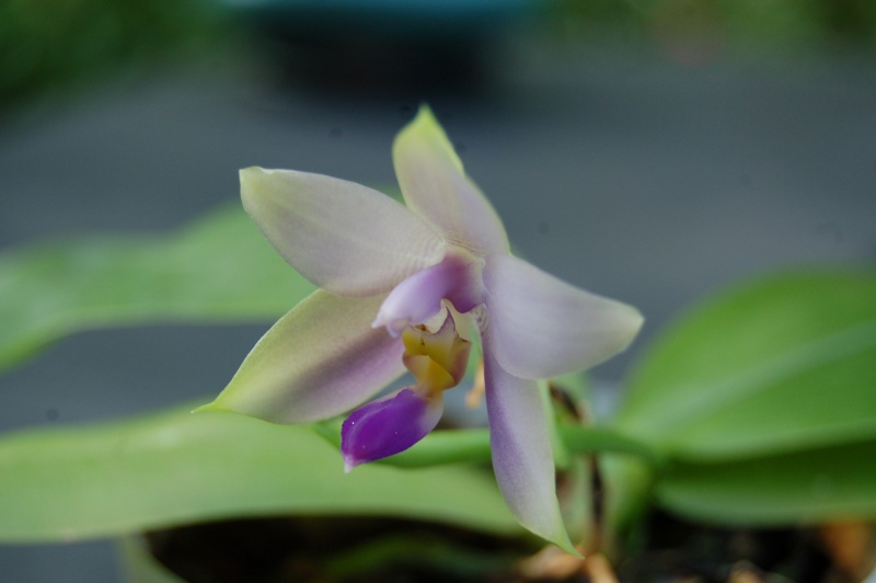 phalaenopsis violacea ver coerulea Dsc_4230