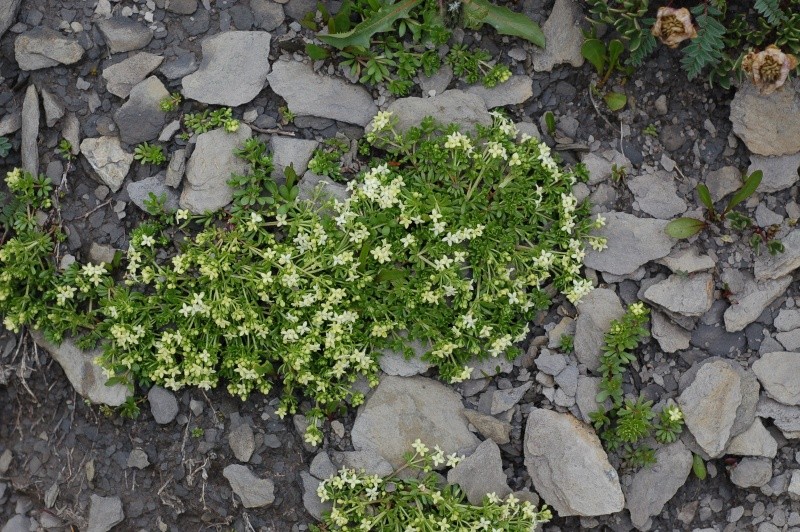 galium megalospermum Dsc_4319