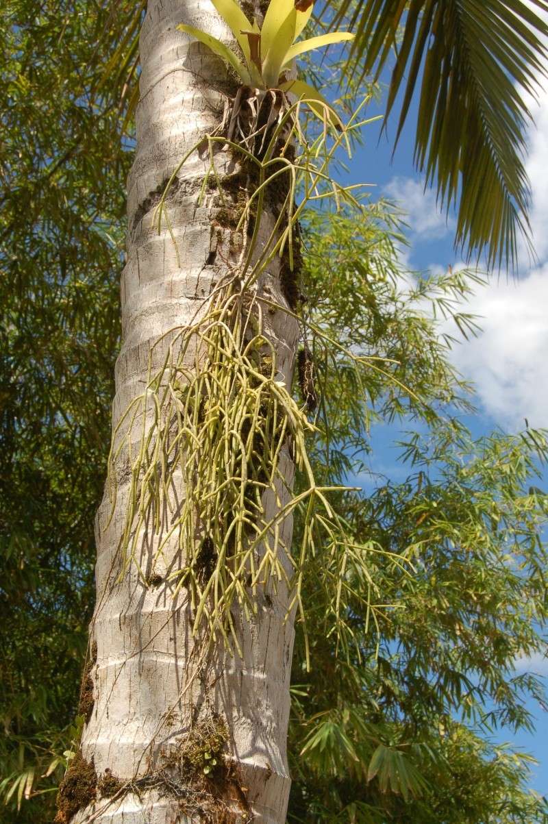 Rhipsalis baccifer Dsc_5114