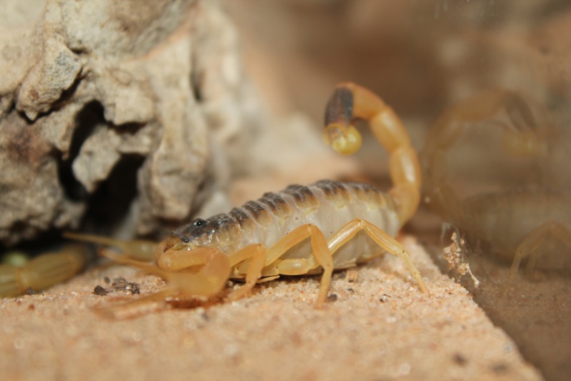 L. Quenquestriatus hebraeus! Gravid or fat? Pg_pin10