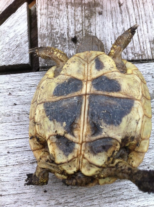 Identification tortue Img_0225